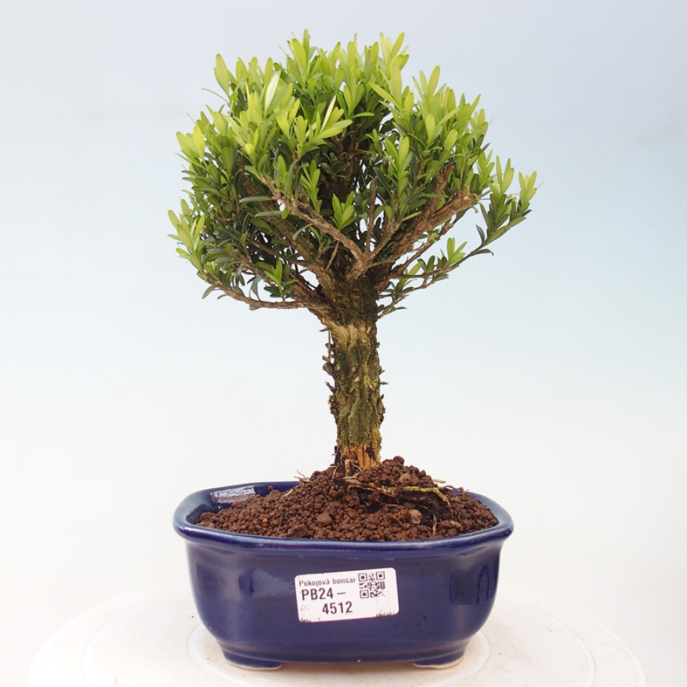 Zimmerbonsai - Buxus harlandii - Korkbuchsbaum