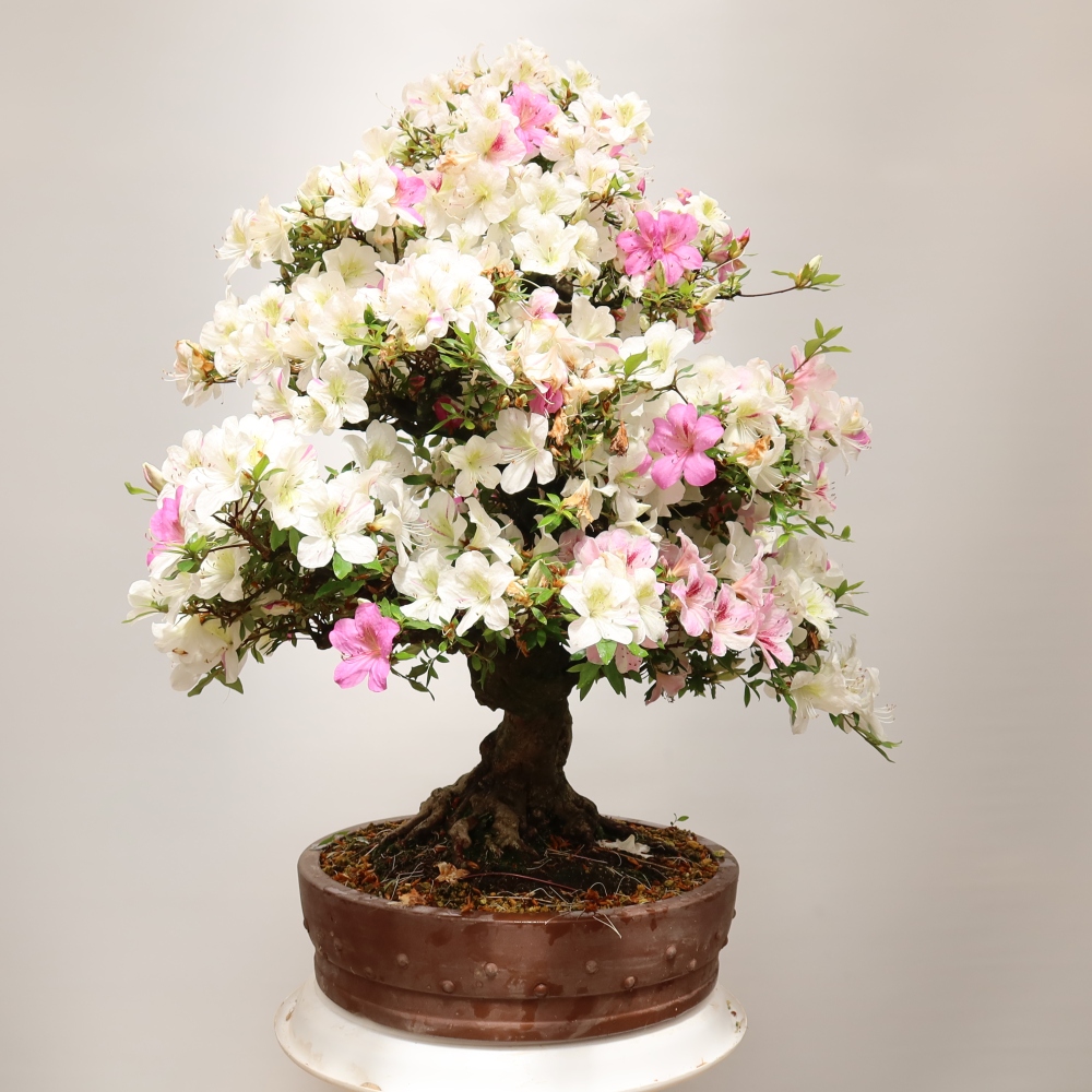 Bonsai für den Außenbereich – Japanische Azalee – Azalea Kotobokietsu