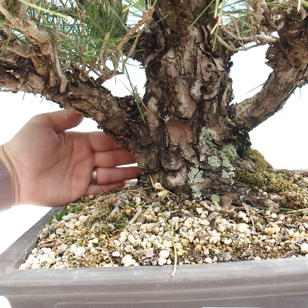 Bonsai für draußen - Pinus thunbergii - Thunberg-Kiefer