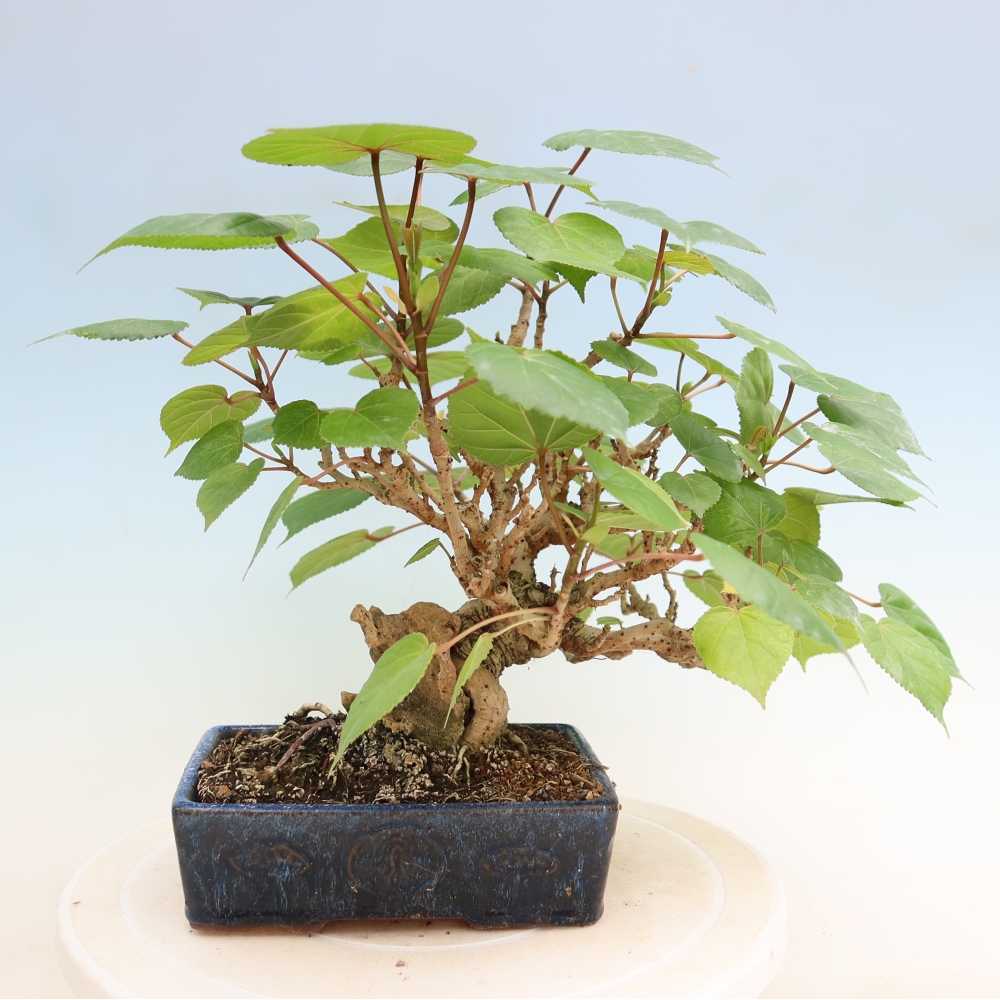 Zimmerbonsai - Hibiscus tiliaceus - Meeres-Hibiskus