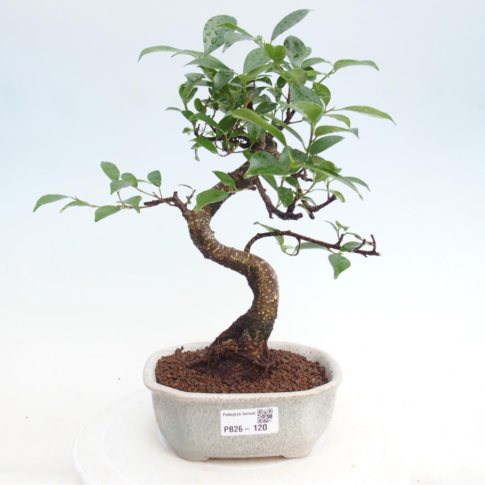 Zimmerbonsai - Ficus retusa - Kleinblättriger Ficus
