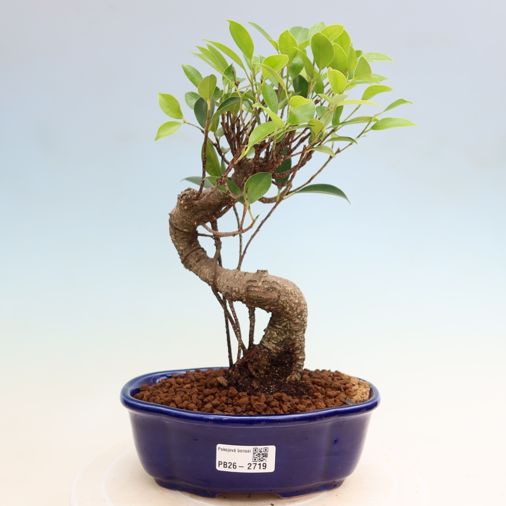 Zimmerbonsai - Ficus kimmen - Kleinblättriger Ficus
