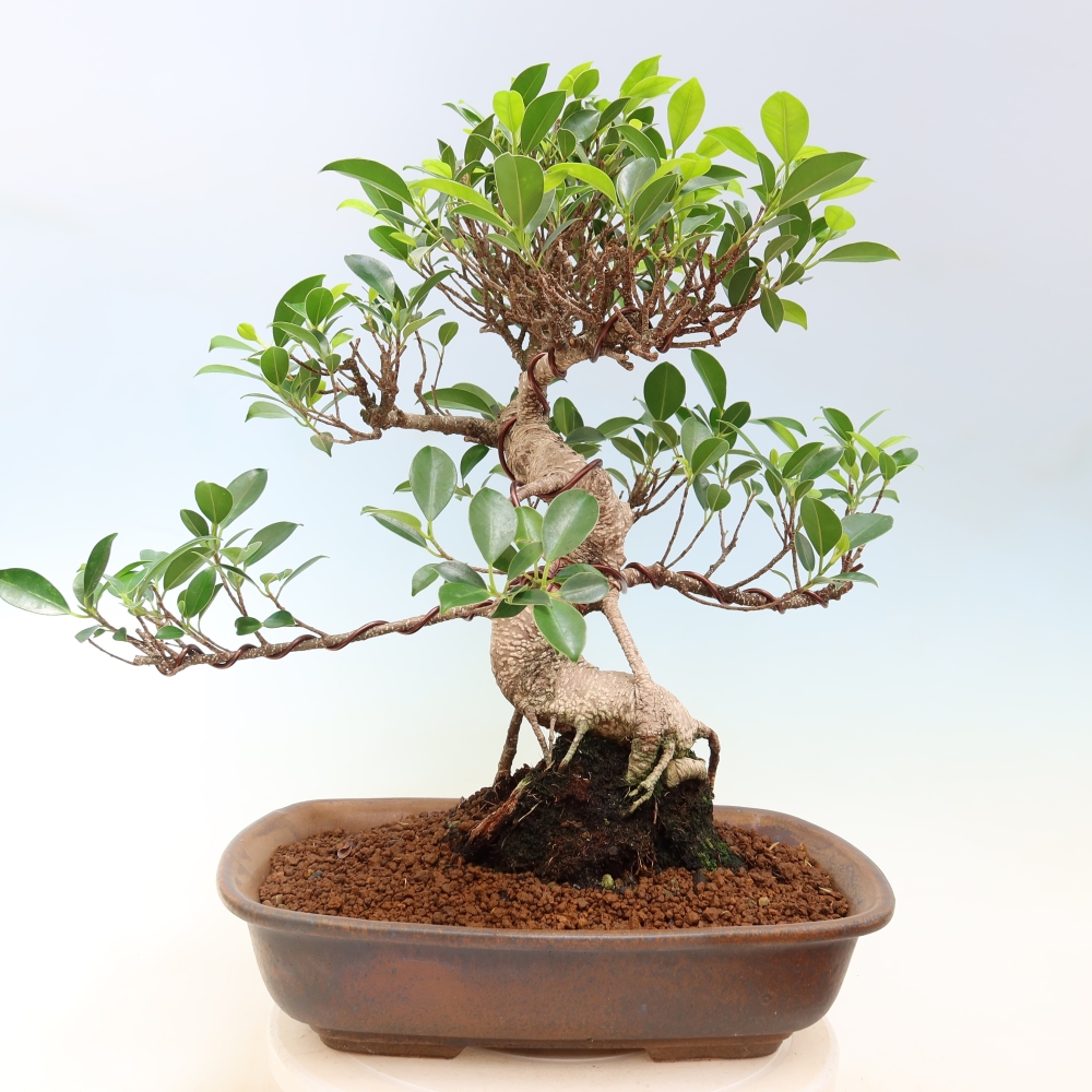 Zimmerbonsai - Ficus kimmen - Kleinblättriger Ficus