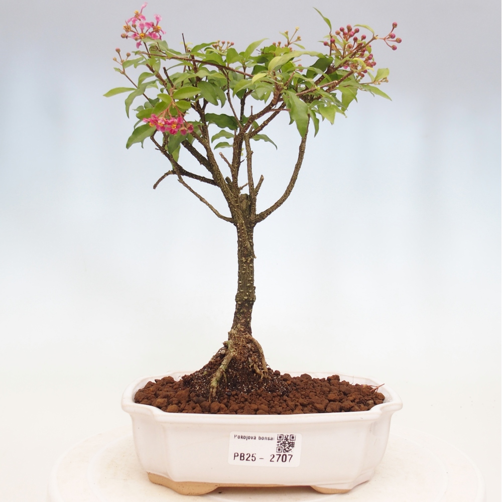 Zimmerbonsai - Malpighia coccigera - Barbdor-Kirsche