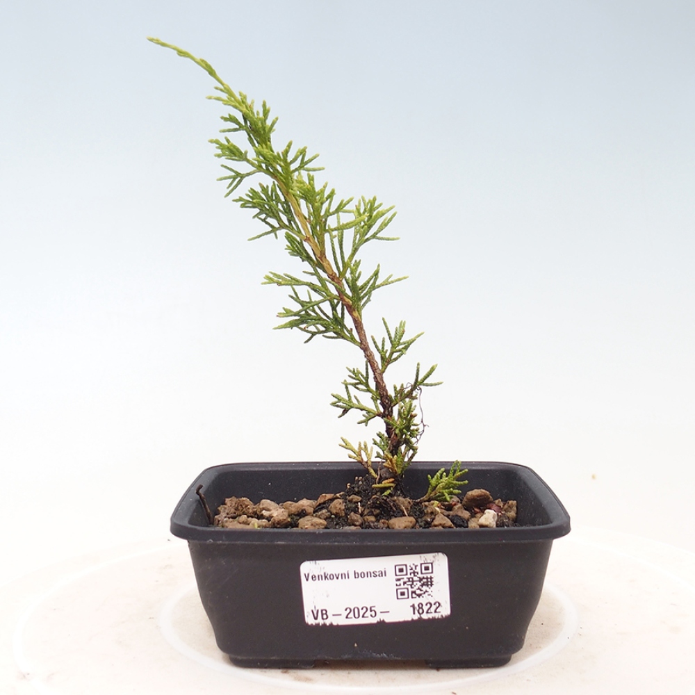 Outdoor bonsai - Juniperus chinensis Itoigawa - Chinese juniper