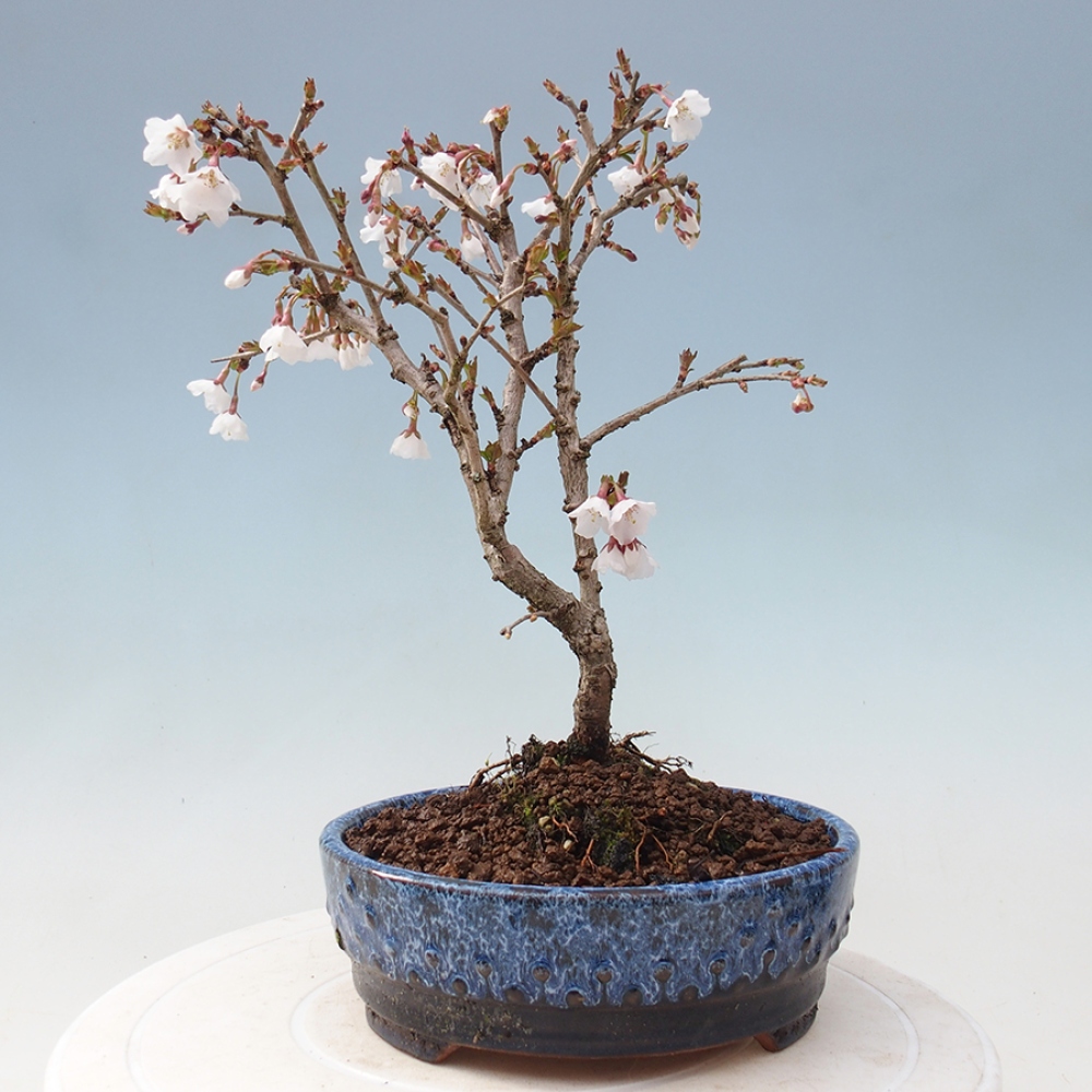 Bonsai im Freien - Prunus incisa Kojou-no mai-Pflaume geschnitten