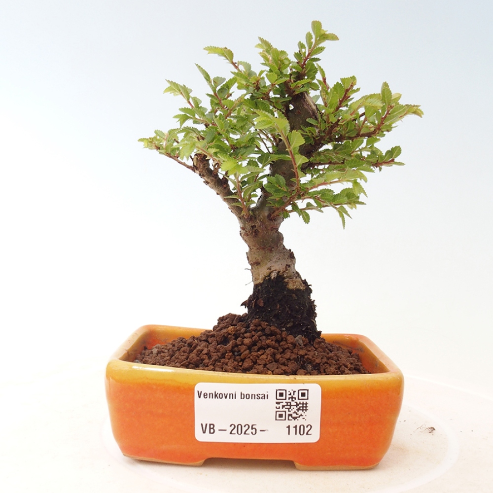 Bonsai im Freien - Ulmus parvifolia Sagei - Kleinblättrige Ulme