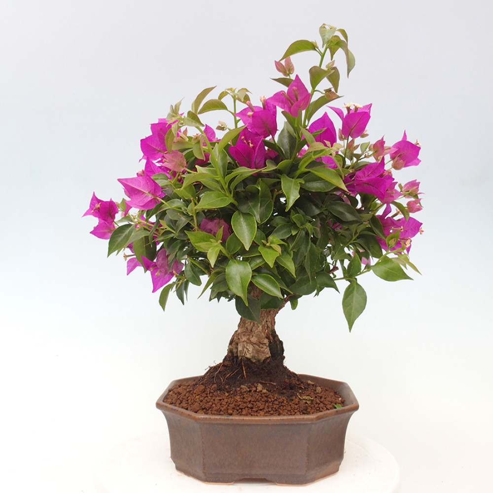 Indoor Bonsai - Bouganwilea