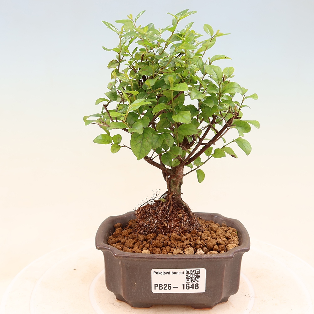 Zimmer Bonsai - Sageretia thea - Sageretia thea