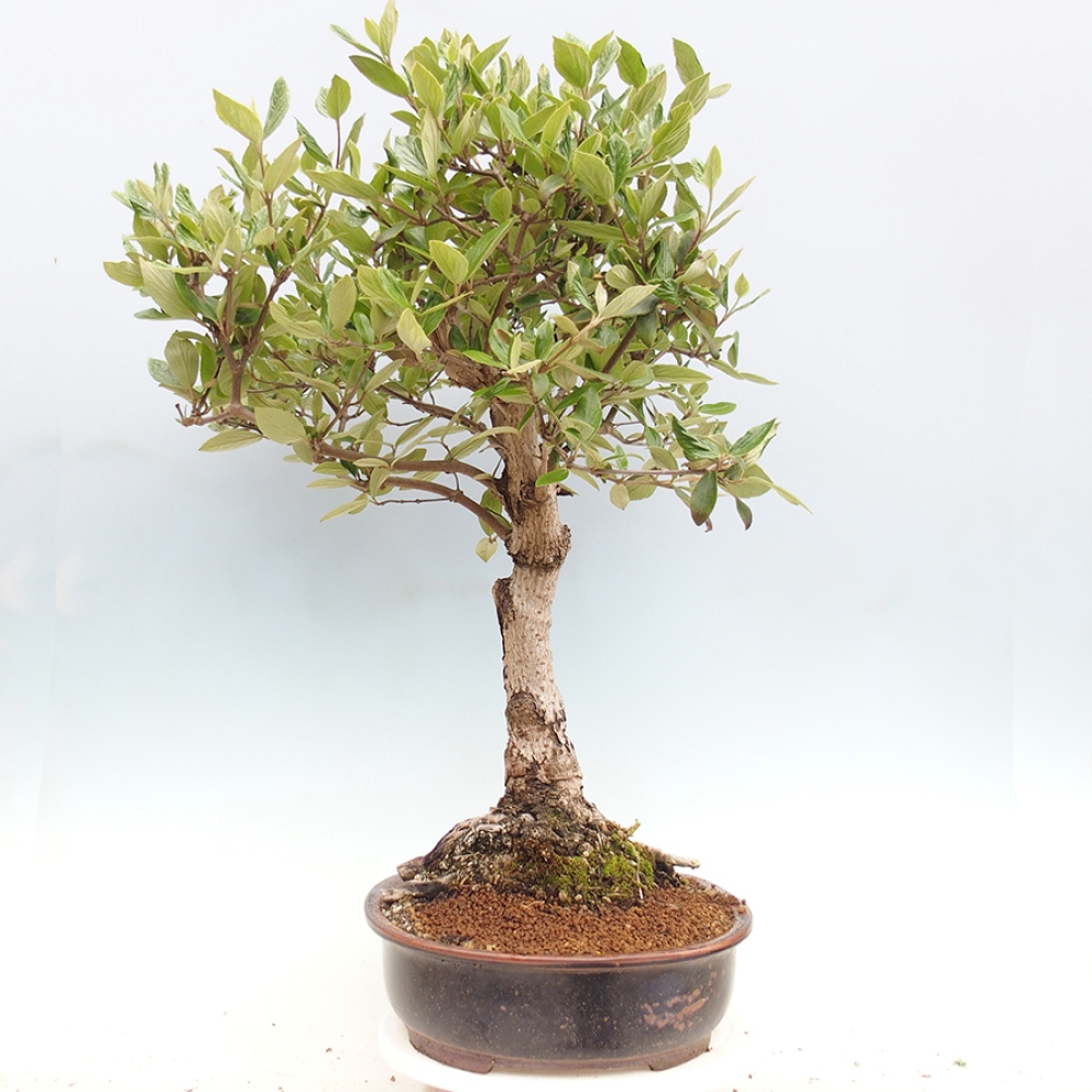 Outdoor-Bonsai-Kalina Bodnanská - Viburum carlesii