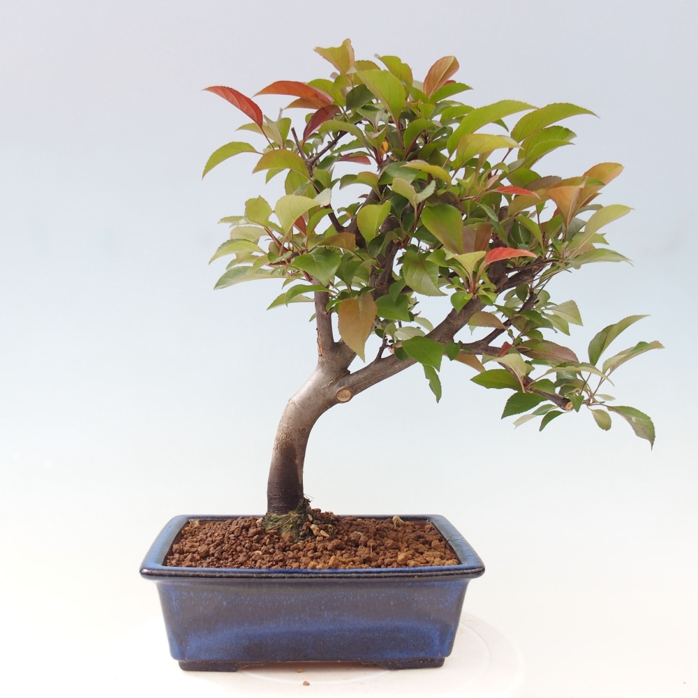 Freilandbonsai - Malus Domestica - Kleinfruchtiger rotblättriger Apfelbaum