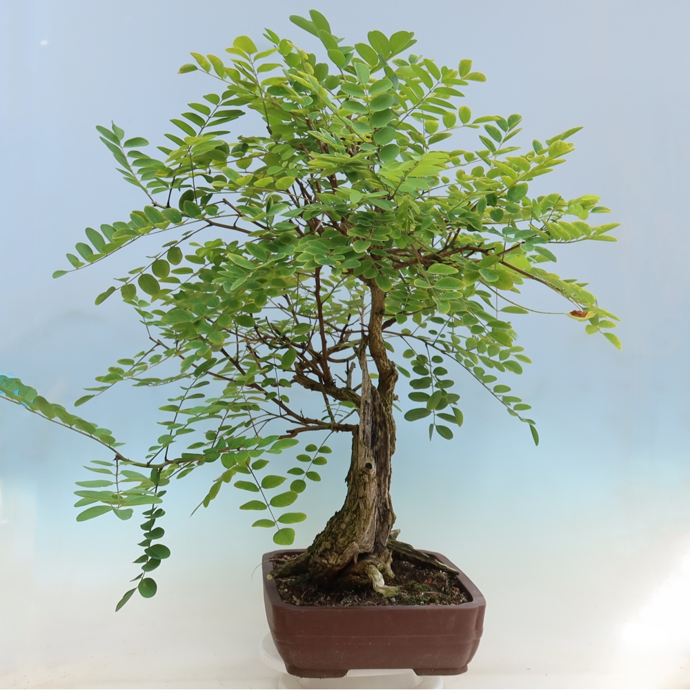 Bonsai für draußen - Dorn-Akazie - Robinia pseudoacacia