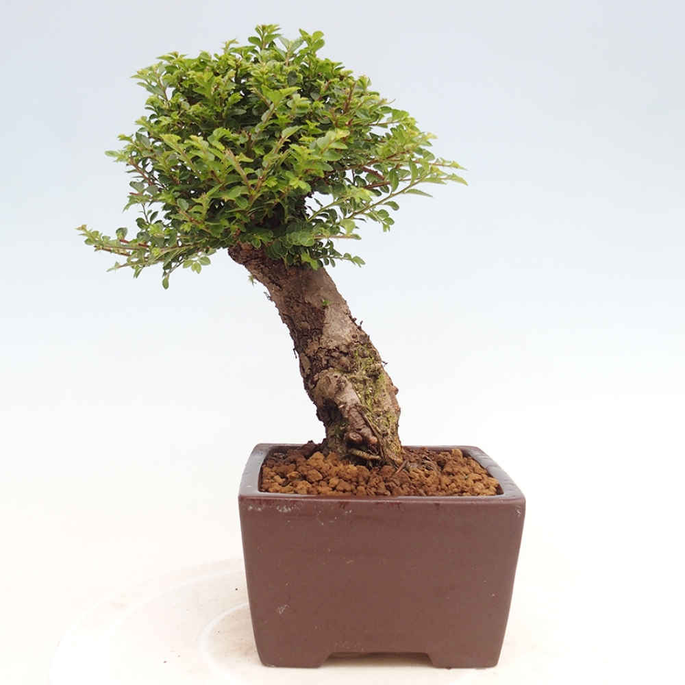 Bonsai im Freien - Ulmus parvifolia Hokkaido - Chinesische Ulme