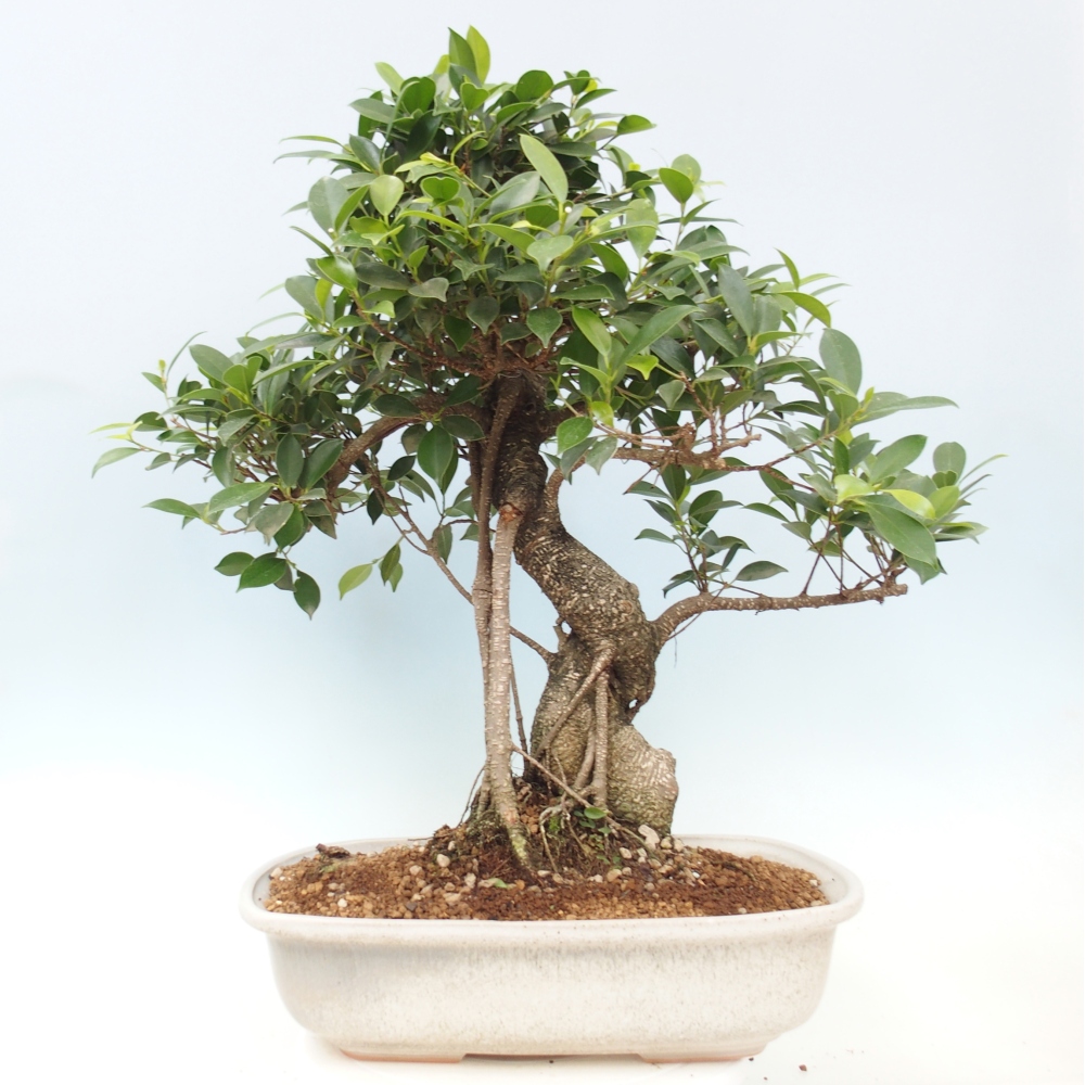 Zimmerbonsai - Ficus kimmen - kleinblättriger Ficus - NUR PERSÖNLICHE ABHOLUNG oder Palettentransport