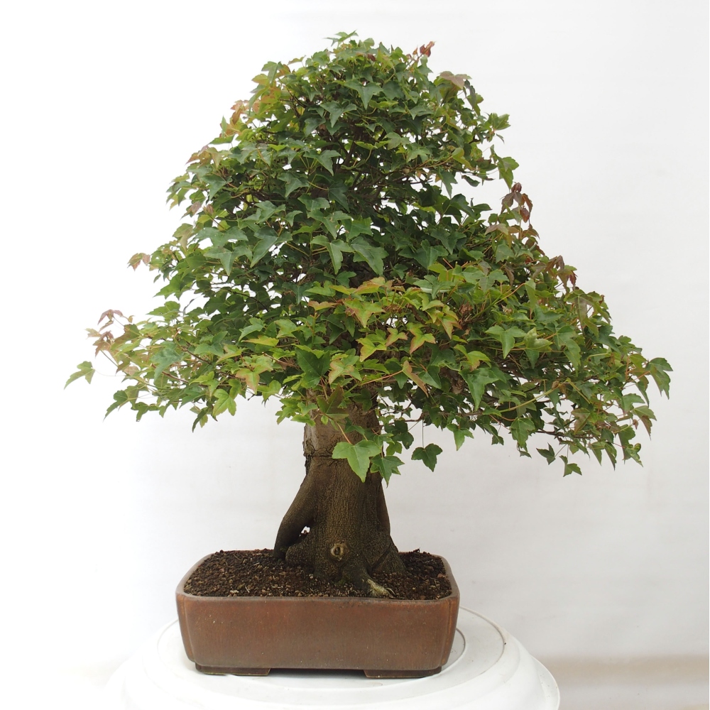 Bonsai im Freien - Ahorn Buergerianum - Burger Maple