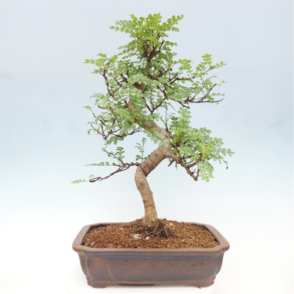 Zimmer Bonsai - Zantoxylum piperitum - Pfefferbaum