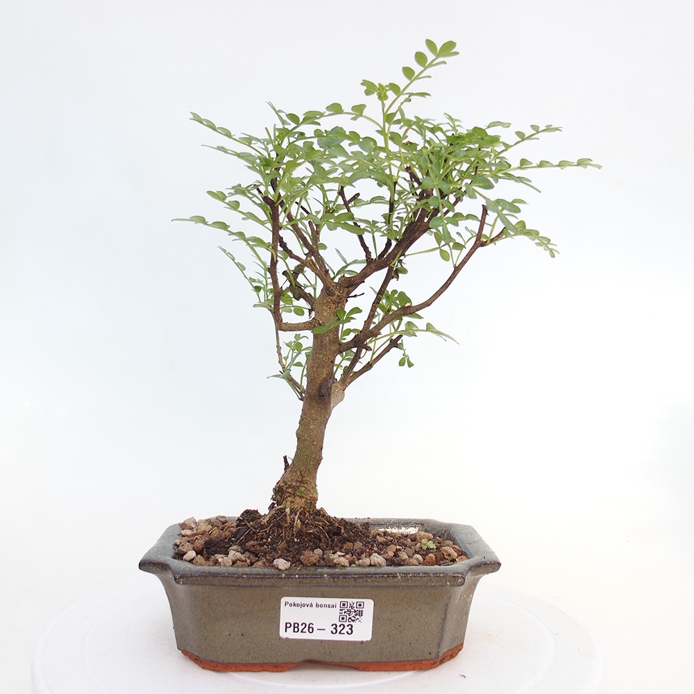 Zimmer Bonsai - Zantoxylum piperitum - Pfefferbaum