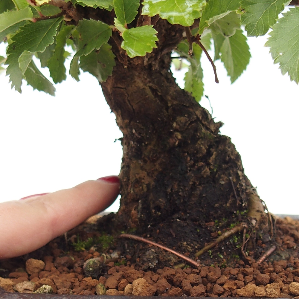 Bonsai für draußen - Zelkova - Zelkova NIRE