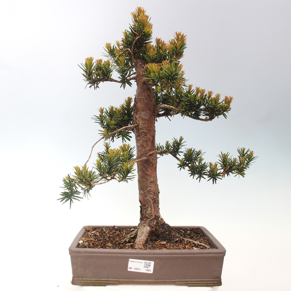 Bonsai im Freien - Taxus cuspidata - Japanische Eibe