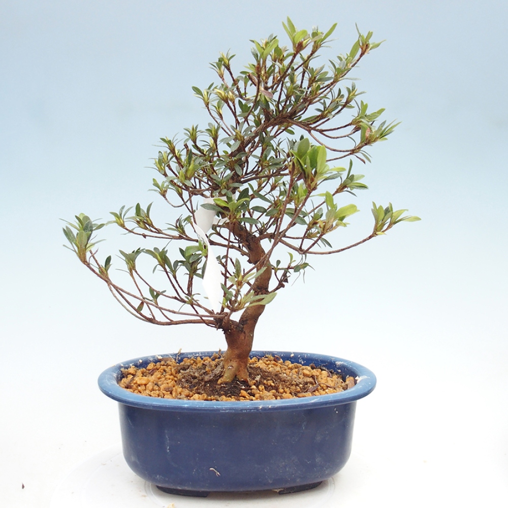 Bonsai für draußen - Japanische Azalee - Azalee Suigootome
