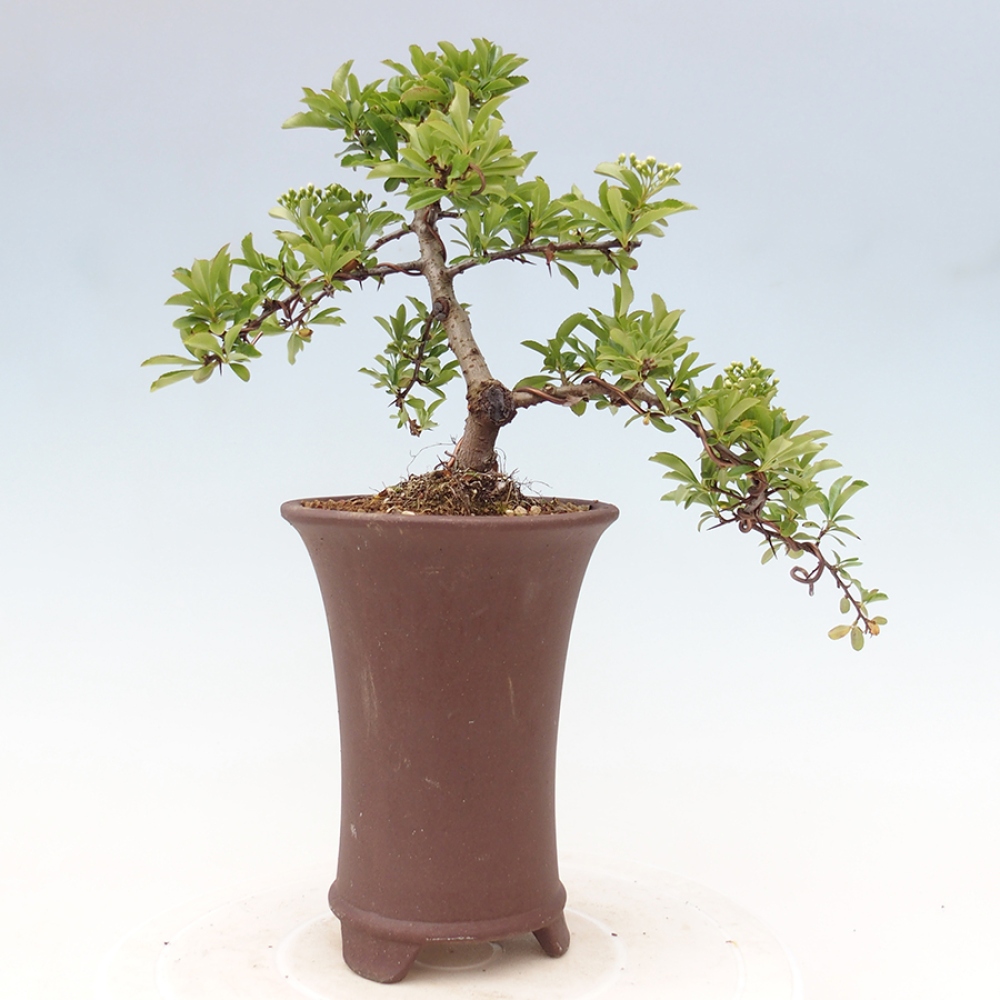 Outdoor Bonsai-Pyracanta Teton -Bäckerei