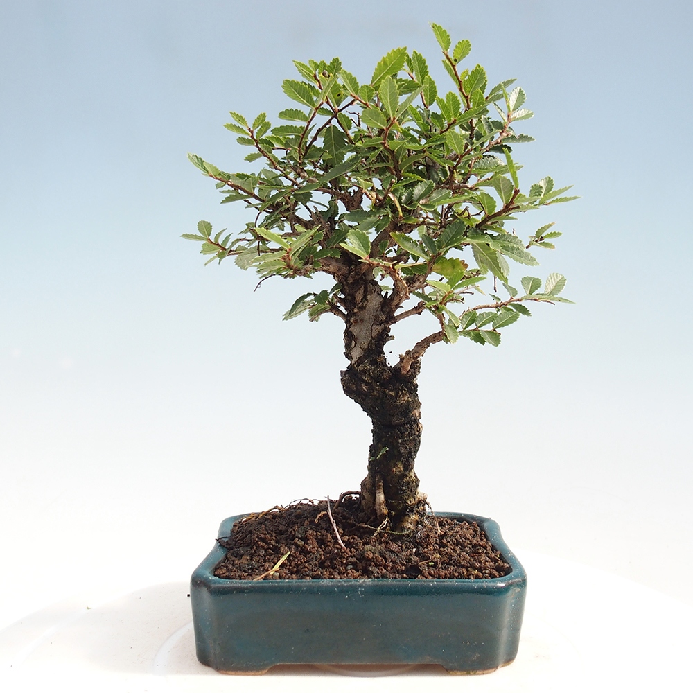 Bonsai im Freien - Zelkova - Zelkova NIRE