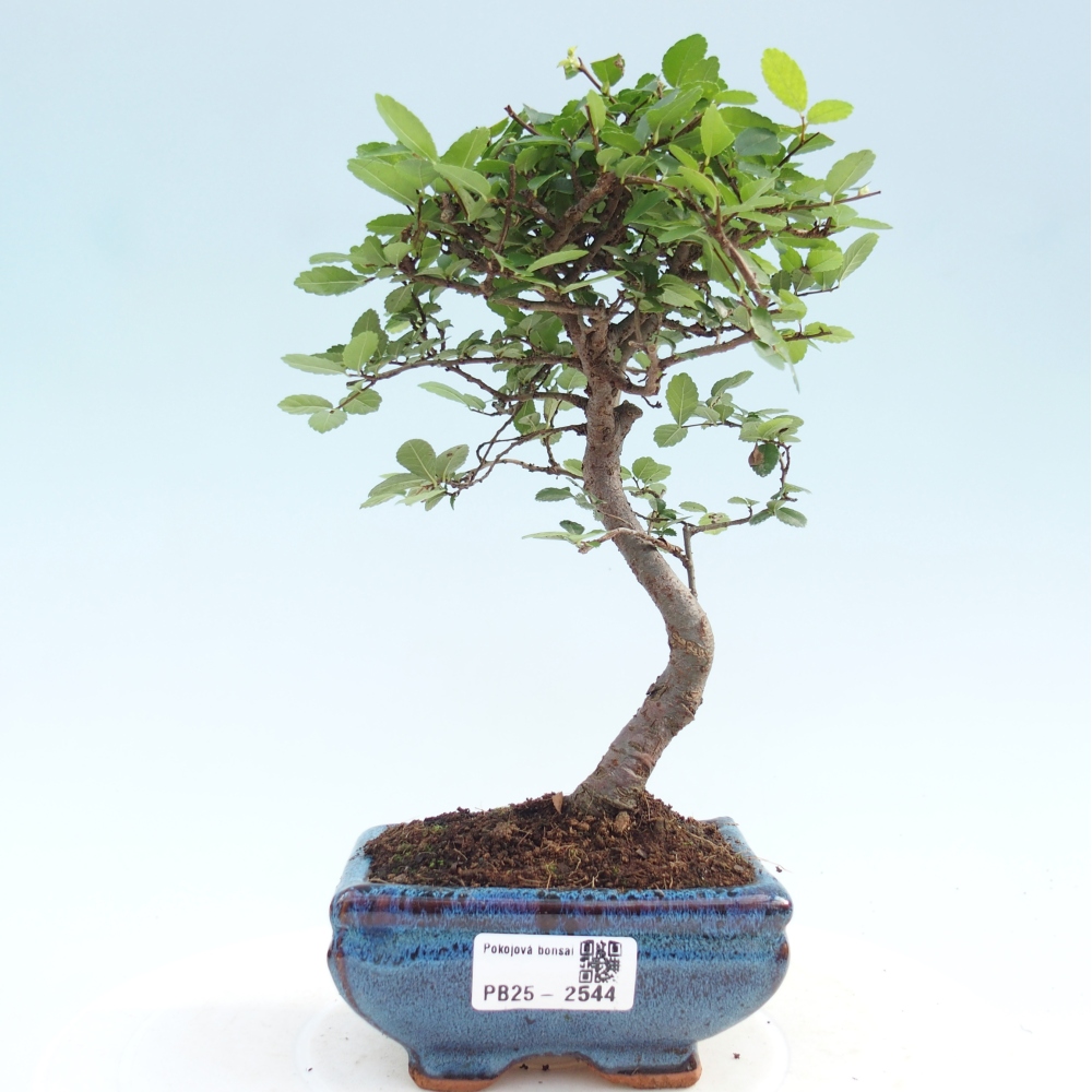 Indoor Bonsai - Ulmus parvifolia - Kleine Blattulme