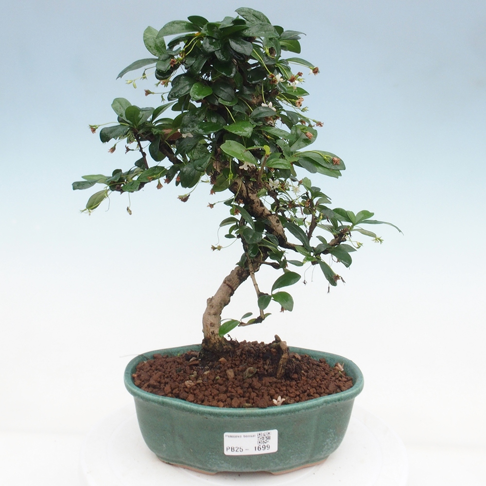 Zimmer Bonsai - Carmona macrophylla - Tea Fuki