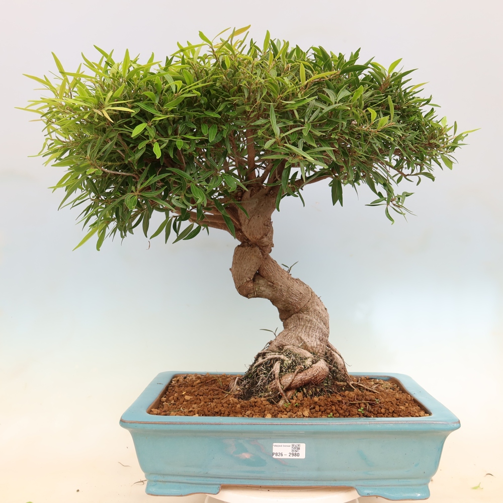 Zimmerbonsai - Ficus nerifolia - Kleinblättriger Ficus