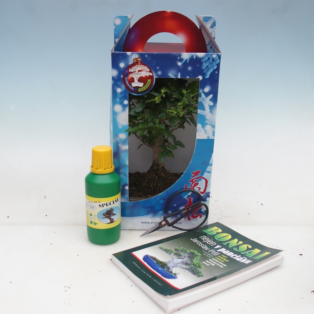 Zimmerbonsai im Geschenkkarton Ligustrum chinensis - Vogelschnabel