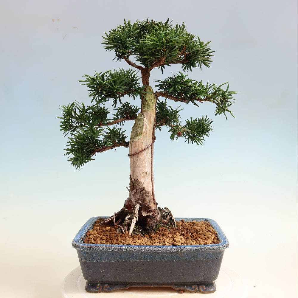 Bonsai für draußen - Taxus cuspidata - Japanische Eibe