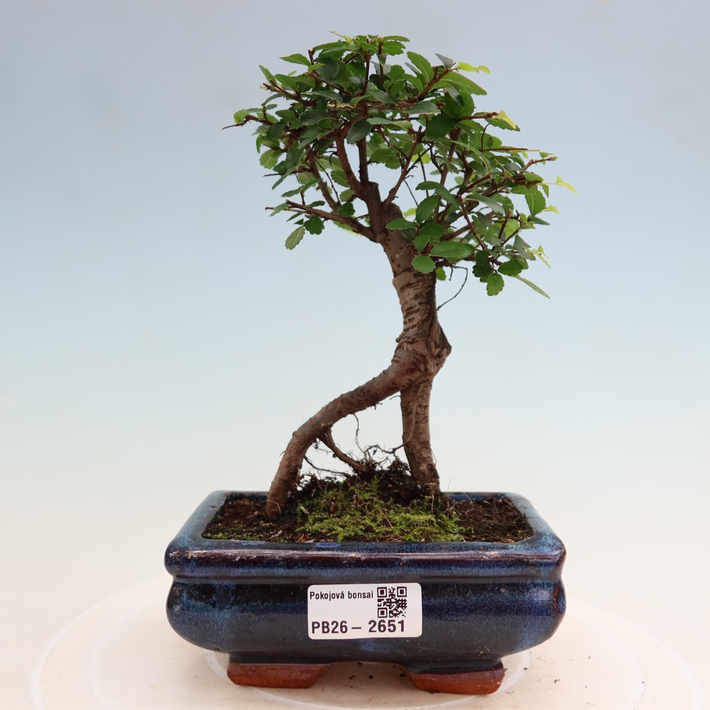 Zimmerbonsai - Ulmus parvifolia - Kleinblättrige Ulme