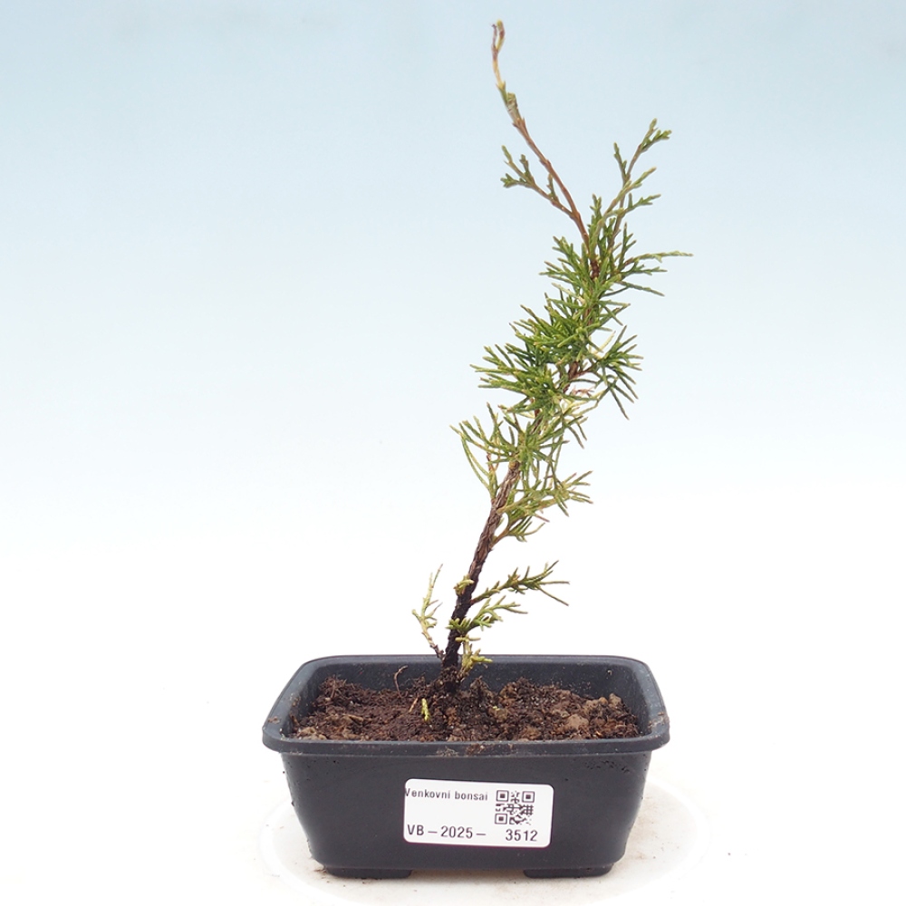 Bonsai für draußen - Juniperus chinensis Itoigawa