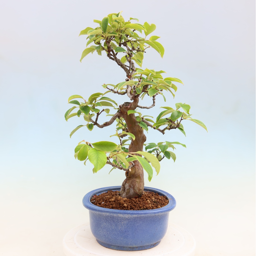 Bonsai für draußen - Pseudocydonia sinensis - Chinesische Quitte