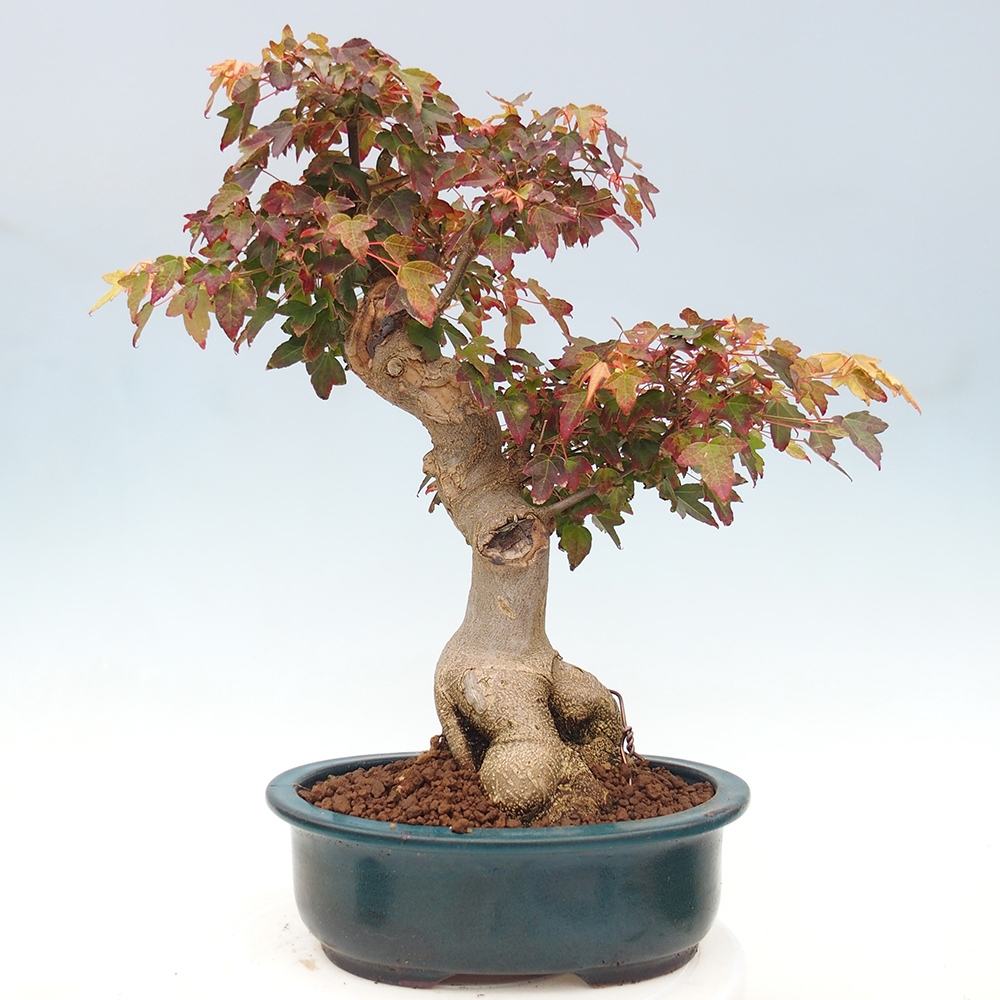 Bonsai im Freien - Ahorn Buergerianum - Burger Maple