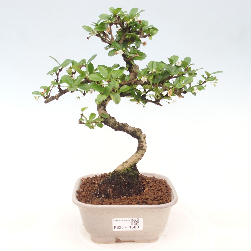 Zimmer-Bonsai - Carmona macrophylla - Tee-Fuki