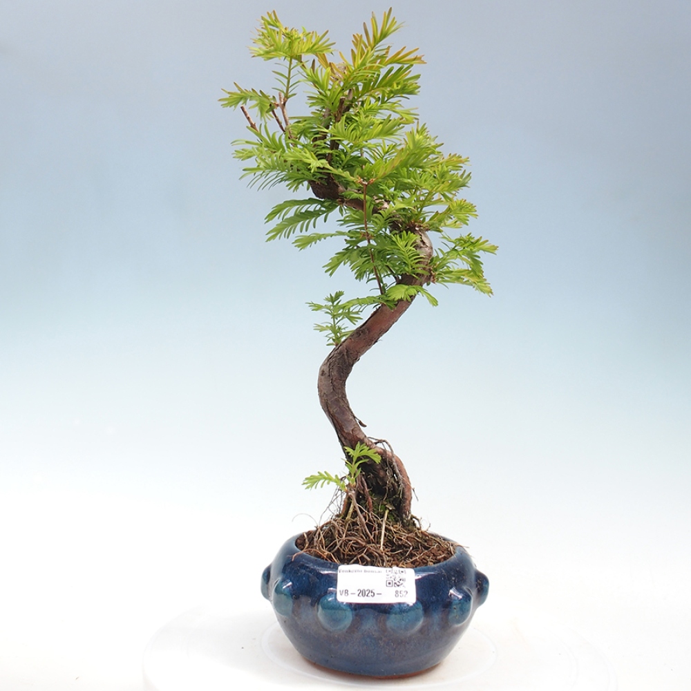 Bonsai im Freien - Metasequoia glyptostroboides - Chinesischer Metasequoia