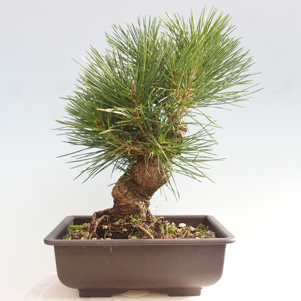 Bonsai für draußen - Pinus thunbergii - Thunberg-Kiefer