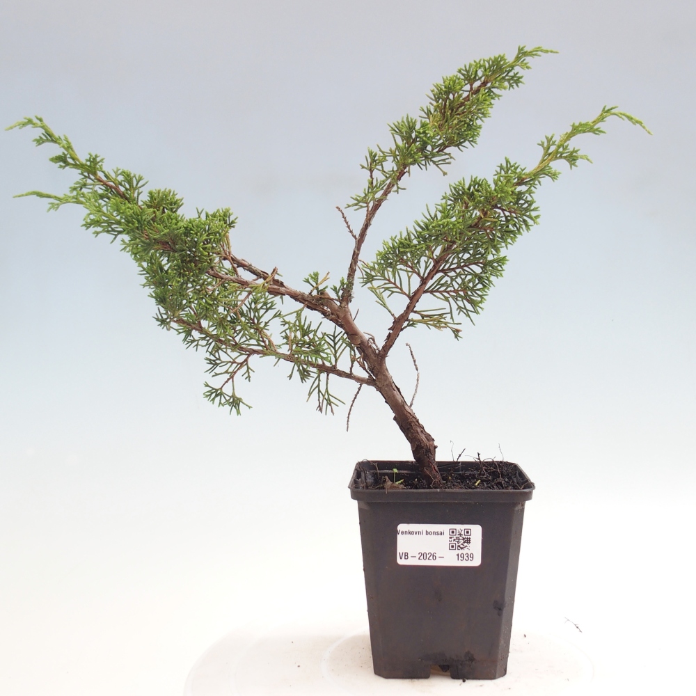 Bonsai für draußen - Juniperus chinensis Itoigawa