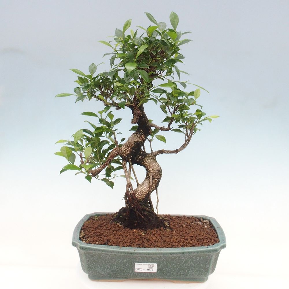 Zimmerbonsai - Ficus kimmen - kleinblättriger Ficus