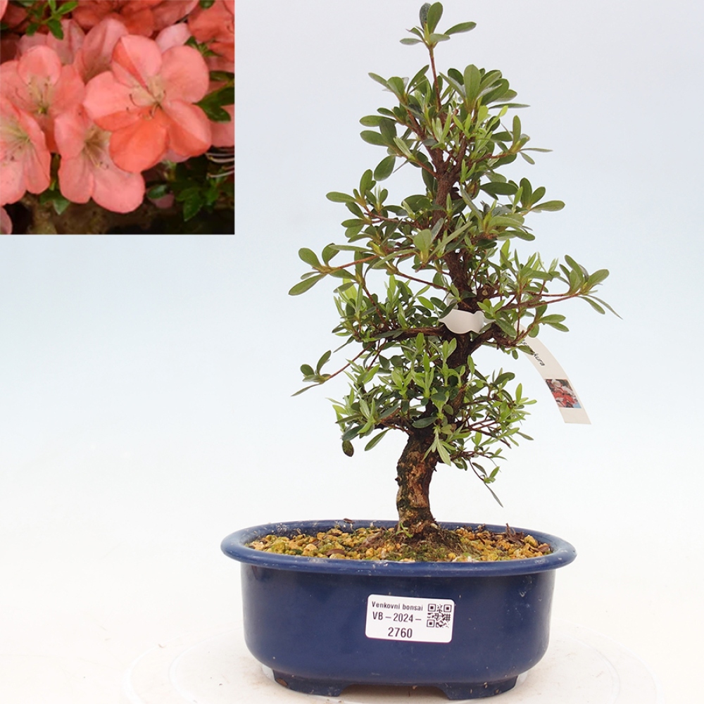 Bonsai im Freien - Japanische Azalee - Azalea Asazakura