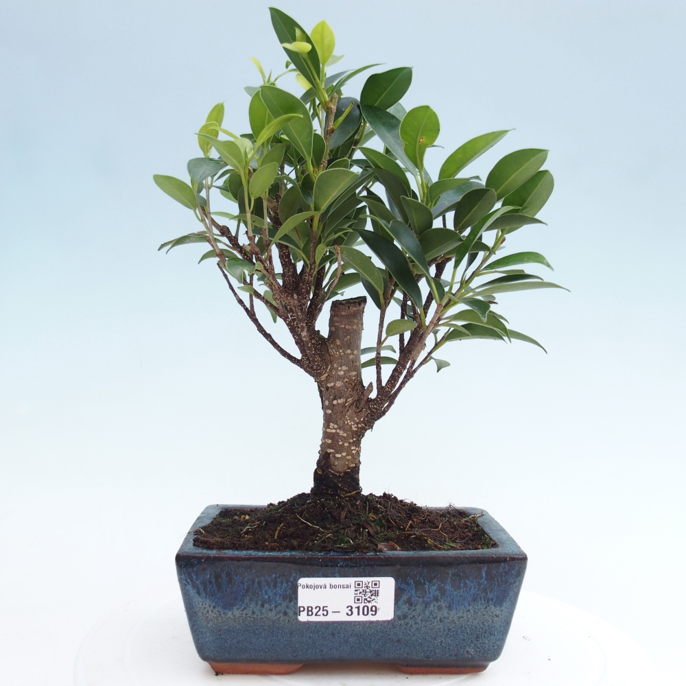 Zimmerbonsai - Ficus retusa - kleinblättriger Ficus