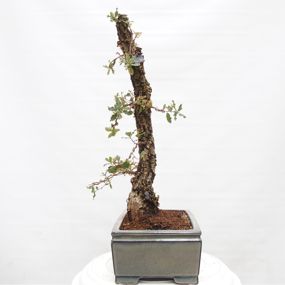 Yamadori - Quercus Ilex - Steineiche