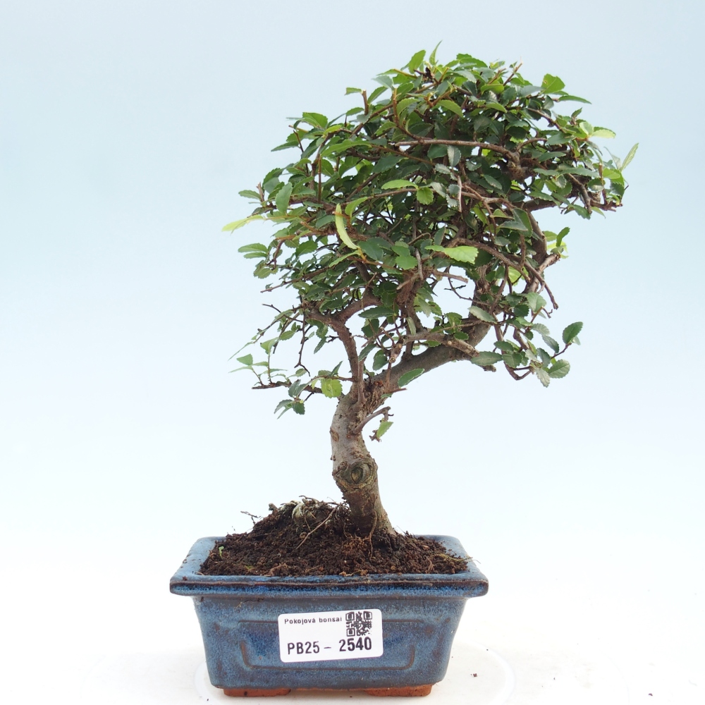 Indoor Bonsai - Ulmus parvifolia - Kleine Blattulme