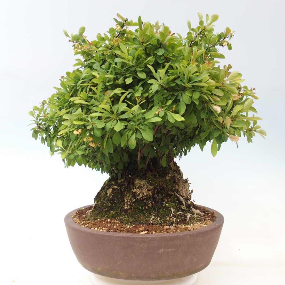 Bonsai für draußen - Berberitze - Berberis thunbergii atropurpurea