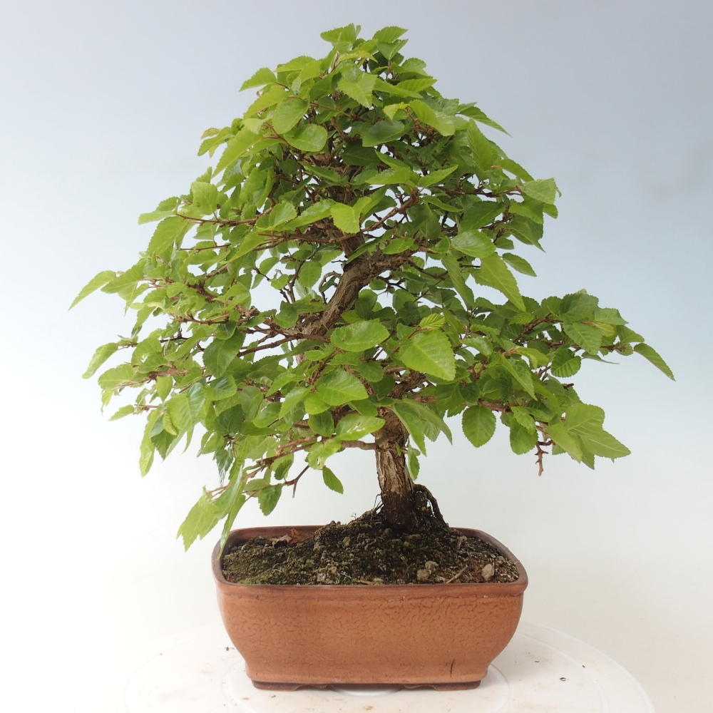 Bonsai für draußen -Carpinus CARPINOIDES - Koreanische Hainbuche