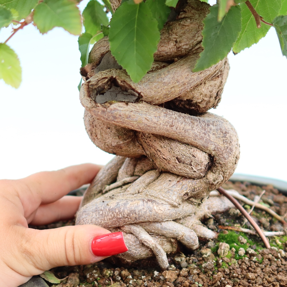 Bonsai für draußen - Karpinus Coreana - Koreanische Hainbuche