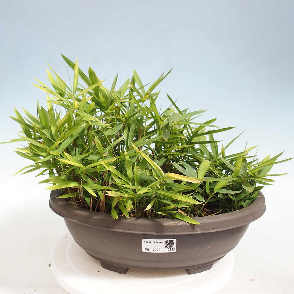 Bonsai für draußen - Pleioblastus argenteostriatus f.pumilus - Zwergbambus