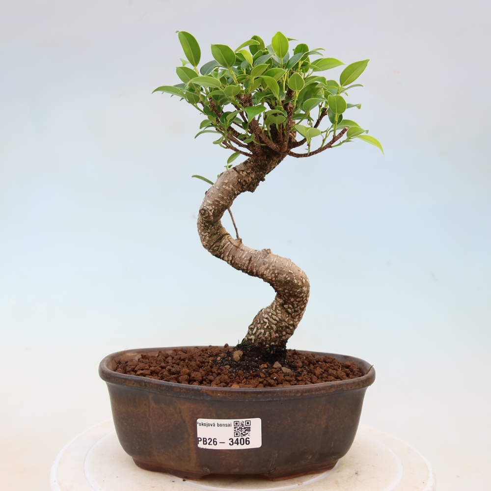 Zimmerbonsai - Ficus kimmen - Kleinblättriger Ficus
