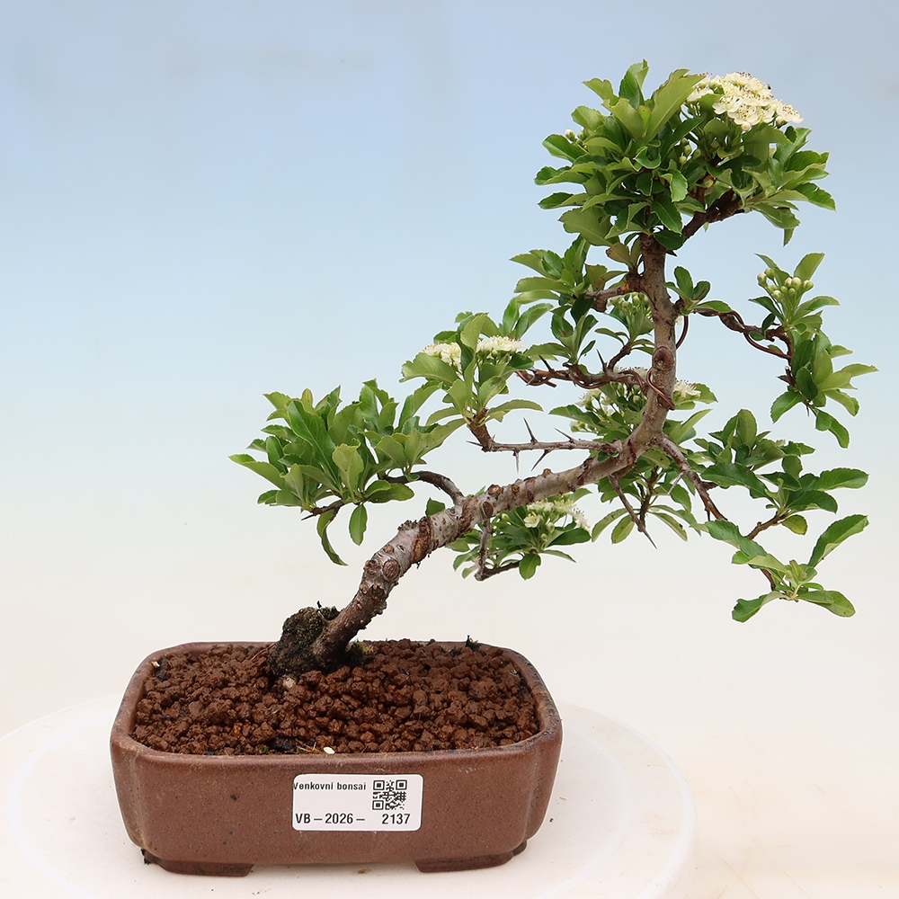 Bonsai für den Außenbereich – Pyracantha teton – Feuerdorn